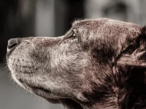 Read more about the article Tips to Help Senior Companion Animals