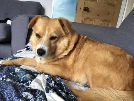 Healing Aggressive Behaviour In A Rescue Dog – Hugo’s Story